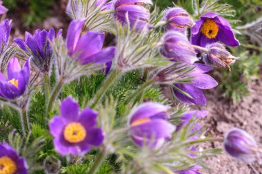 Başka bir adı olan mor çiçekler, pulsatilla. Uyku otu ya da rüya otu. Bu ilk bahar çiçeklerinden biri..