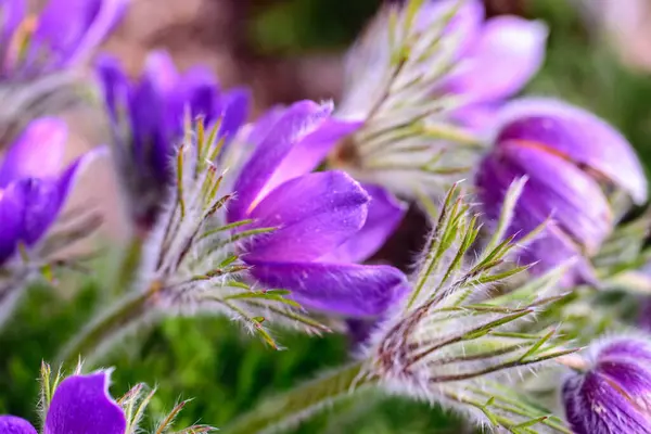 Fluffy Spring Purple Flowers Dream Grass Early Spring Side View — Stock Photo, Image