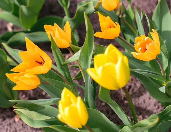 Tulipani Arancioni Gialli Luminosi Aiuola Primavera — Foto Stock