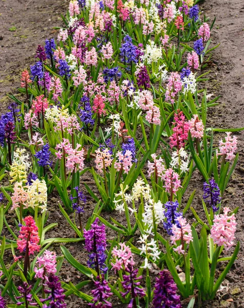 Ein Blumenbeet Mit Bunten Blühenden Hyazinthen Und Gelben Narzissen — Stockfoto