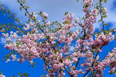 Çiçek açan pembe sakura dalları ilkbaharda beyaz-mavi gökyüzüne karşı.