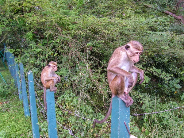 Little Monkeys Sit Posts Fence — Stock Photo, Image