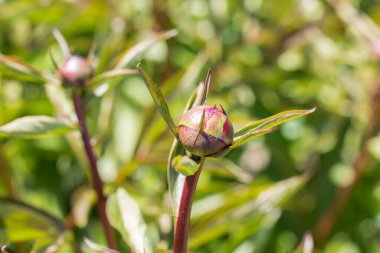 Şakayık çiçeklerinin tomurcukları. Açılıştan önce pembe şakayık tomurcukları