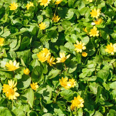 Erken açan sarı Ficaria verna 'nın arka planı.