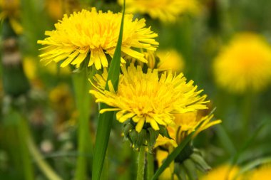 Sarı karahindiba. Çayırlarda parlak altın rengi karahindibalar..