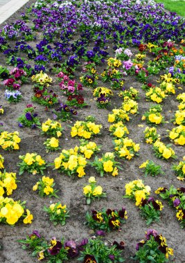 Çok renkli muhallebi çocukları olan çeşitli, parlak bir çiçek tarhı..