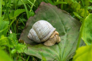 Büyük bir salyangoz yeşil bir muz yaprağının üzerinde oturuyor..