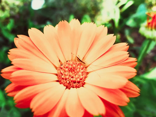 Red garden daisy — Stock Photo, Image