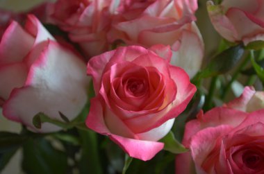 Pembe Gül hassasiyet