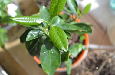 taze yeşil yapraklar