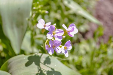 Sevimli mor çiçekler