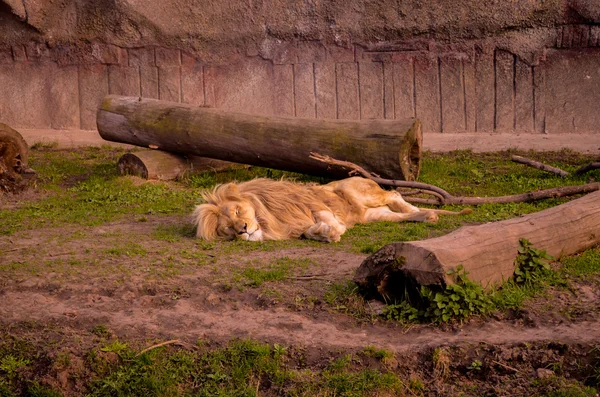 Lion endormi au zoo — Photo