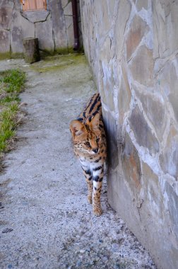 Şirin serval hayvanat bahçesinde