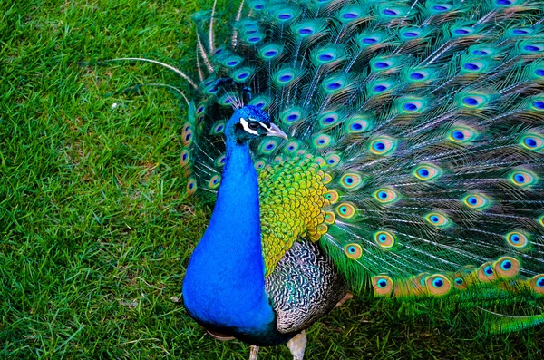 Graceful blue peacock — Stock Photo, Image