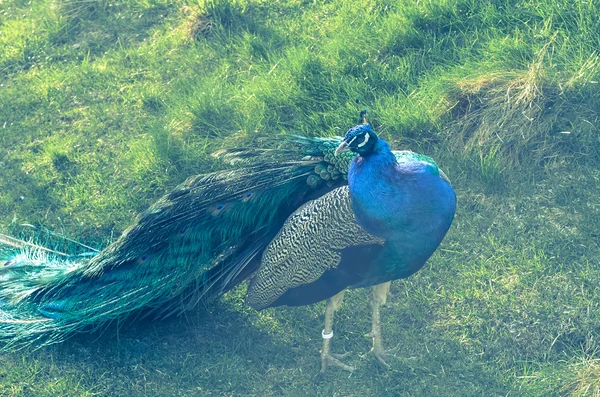 Blue peacock in indie style — Stock Photo, Image