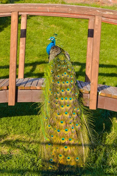 Heller Pfau im Park — Stockfoto