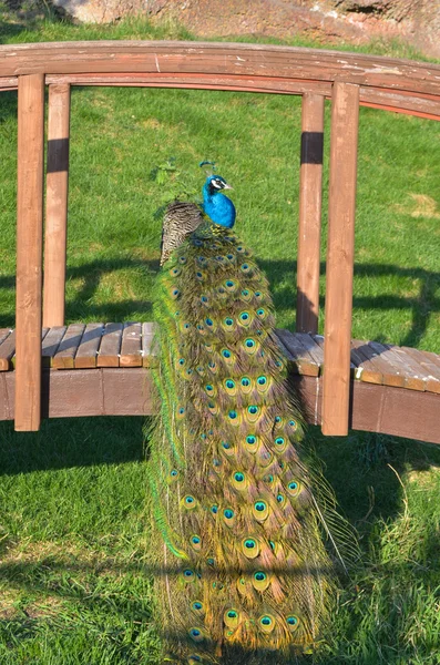 Blauer Pfau sonnt sich in der Sonne — Stockfoto