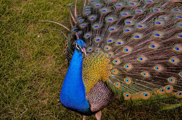 Farbenfroher Pfau — Stockfoto