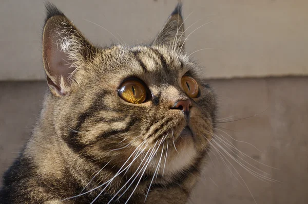 Retrato gordo de gato tabby — Foto de Stock