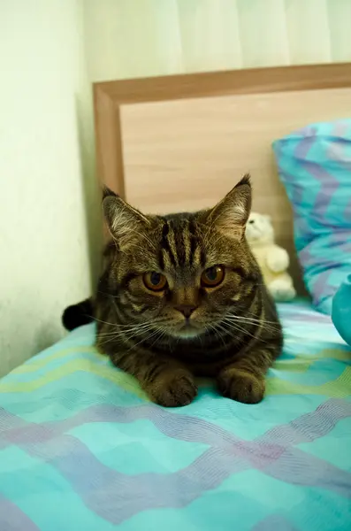 Striped cat lying on the bed — Stock Photo, Image