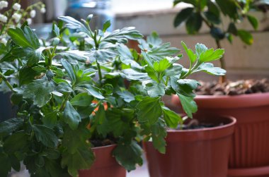 saksıda ev bitkileri