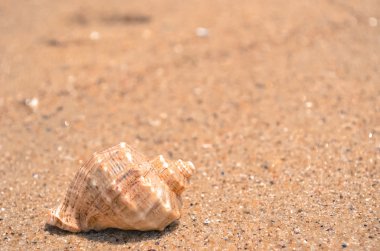 Sarmal kabuk üzerinde Cennet plaj