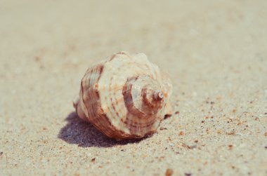 Seashell bir Cennet plaj