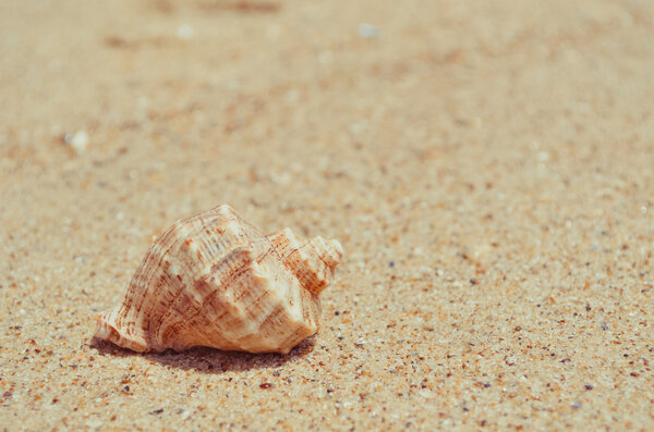 Big seashell on the paradise beach