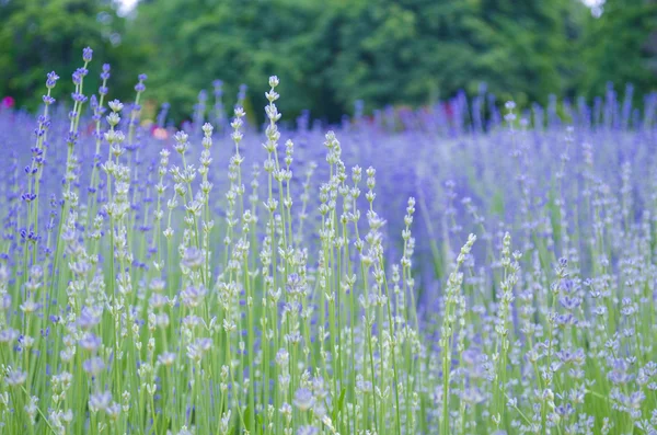 Campo de lavanda no verão — Fotografia de Stock