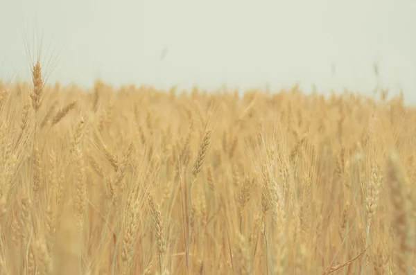 Světlé oblasti jemná pšeničná — Stock fotografie