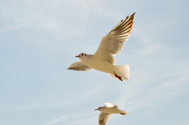 Vahşi mew gökyüzünde süzülen
