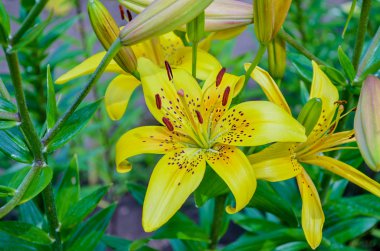 Parlak tiger zambaklar