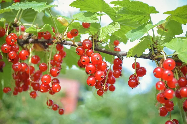 Parlak kırmızı dalda geçerli