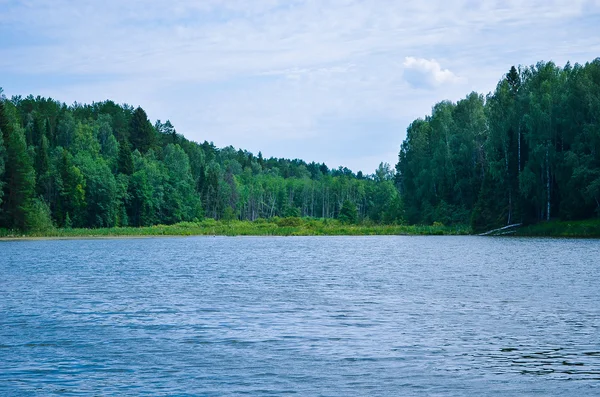 Gölde kalın çam ormanı