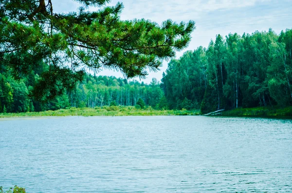 Lago en bosque de pinos —  Fotos de Stock