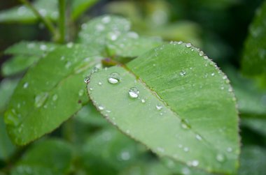 taze yeşil yaprak çiy ile damla