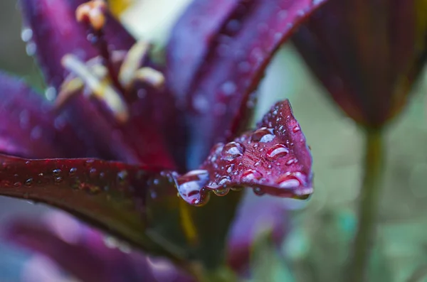 Капли дождя на лепестках черной лилии — стоковое фото