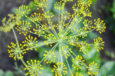 Çiçek açması dereotu parlak kök