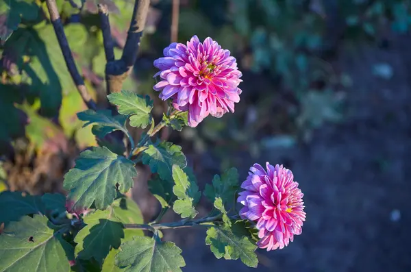 Sabah güneşin altında pembe Aster