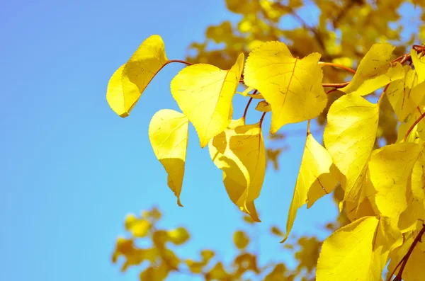 Heldere herfstbladeren gele op blauwe hemelachtergrond — Stockfoto