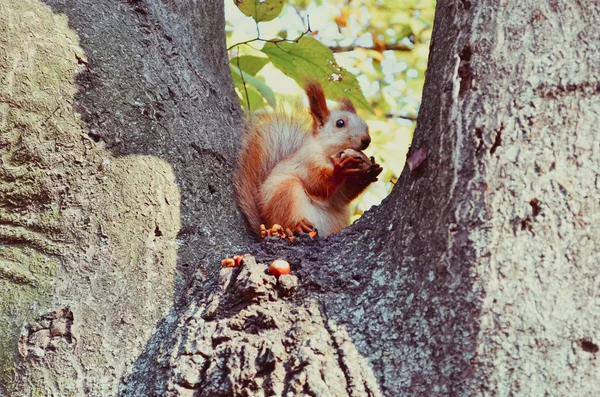Small cute squirrel on the tree — Stock Photo, Image