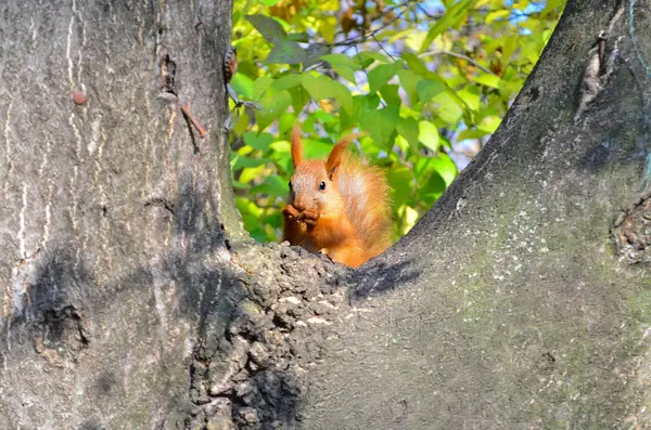 견과류를 먹는 귀여운 다람쥐 — 스톡 사진