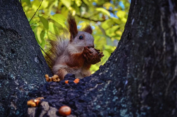 Linda ardilla comiendo nueces —  Fotos de Stock