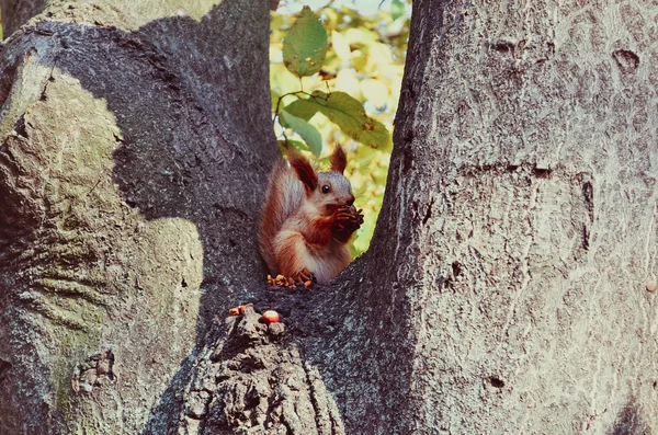 Małe słodkie wiewiórka jedzenie orzechów na drzewie — Zdjęcie stockowe