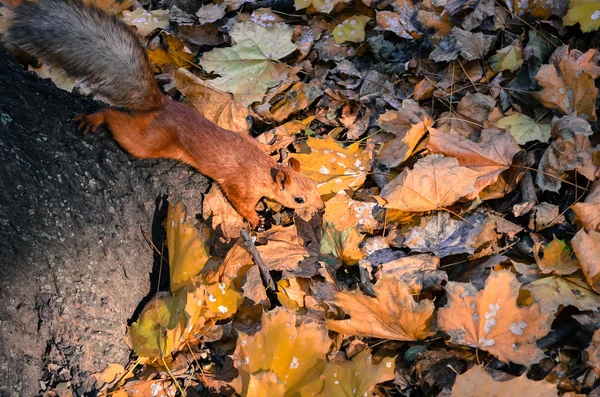 Cute red squirrel looking for nuts — Stock Photo, Image