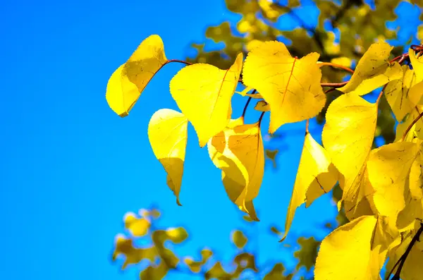 Foglie autunnali giallo brillante — Foto Stock