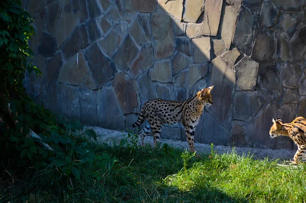 Un par de juguetones gatos salvajes en el parque nacional — Foto de Stock