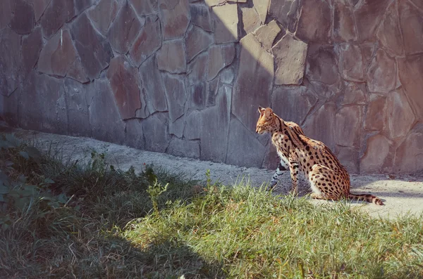 Bonito esbelto serval basking ao sol — Fotografia de Stock