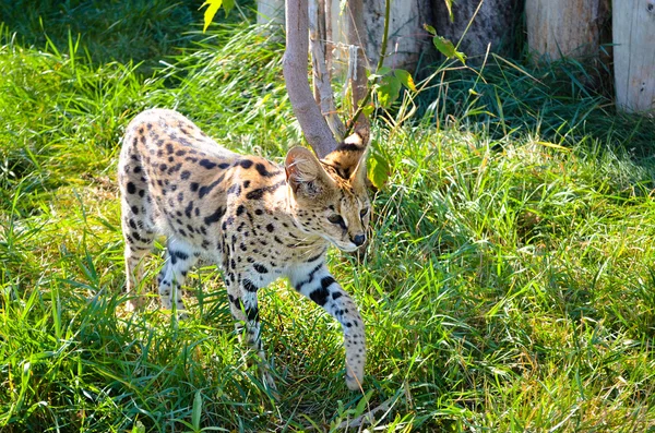 Güzel ince vahşi serval — Stok fotoğraf