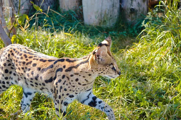 Bastante esbelta gato salvaje — Foto de Stock